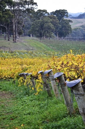 Vineyard post ends in McLaren Vale, South Australia の写真素材