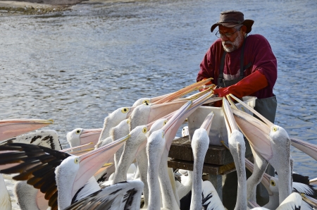 KINGSCOTE, KANGAROO ISLAND - OCTOBER 20  Daily pelican feeding at Kingscote, Kangaroo Island on October 20, 2012 in Kangaroo Island, South Australia  のeditorial素材