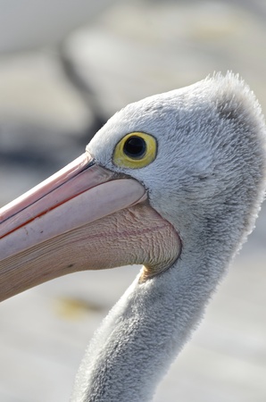 Head close up of pelican, Kangaroo Island の写真素材