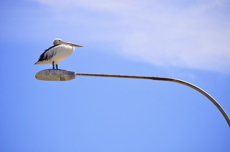 Pelican perched on street lamp on Kangaroo Island, South Australia の写真素材