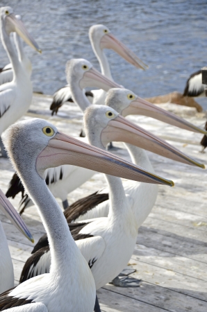 Pelicans lined up to feed, Kangaroo Island, South Australia の写真素材