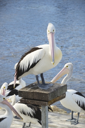 Pelicans waiting to be fed, Kangaroo Island, South Australia の写真素材