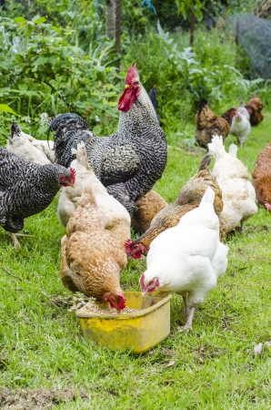 Rooster surrounded by chickens on grassの写真素材