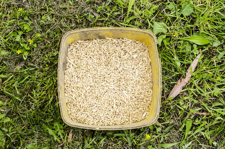 Tub of chicken feed grainsの写真素材