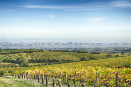 McLaren Vale vineyard and horizon in the afternoonの写真素材