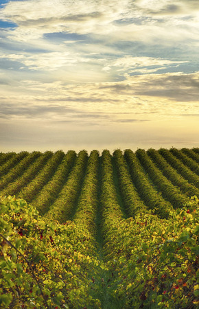 Rows of vines at McLaren Vale vineyard in the late afternoon Rows of vines at McLaren Vale vineyard in the late afternoon
