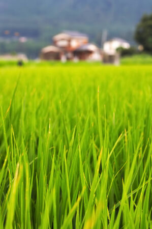 Lush green rice field in Japanの写真素材