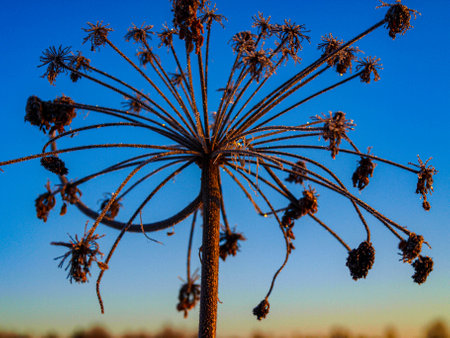 Inflorescence of tall grass in frost with frostの写真素材