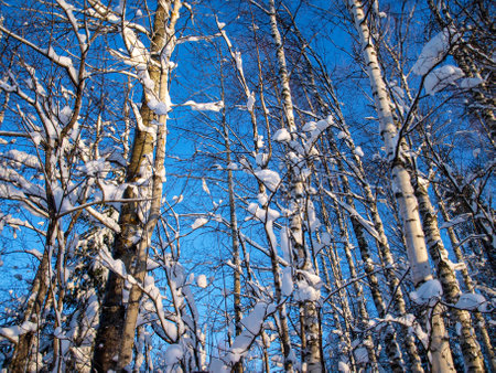 White birches in the snow in the bitter cold against the turquoise sky in Siberiaの写真素材