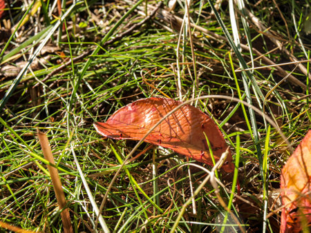 Autumn leaves tangled in the dried grass