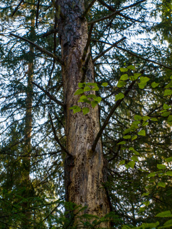 An old twisted tree trunk or in the taiga