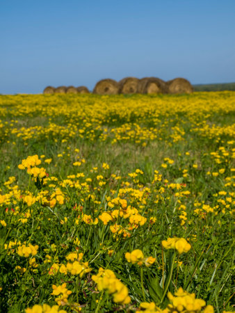 Yellow flowers in a field with hay dried in rolls in the blurred background.の写真素材