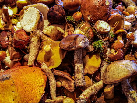 Freshly picked various mushrooms pile like texture, colorful and slightly moist. Just out of the...