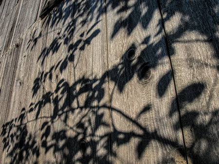 Shadow of a tree on a wooden wall, closeup of photo
