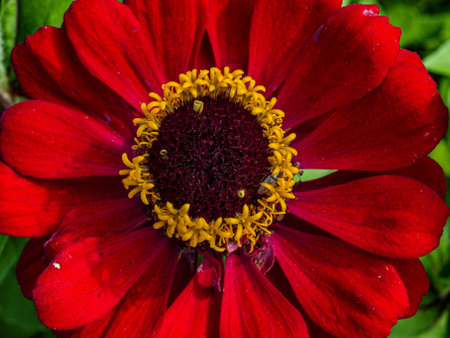 Red zinnia flower close up. Zinnia elegansの写真素材
