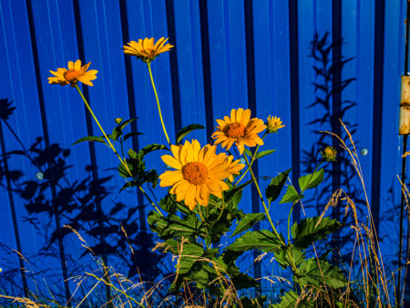 Yellow daisies against a blue metal fence on a sunny dayの写真素材