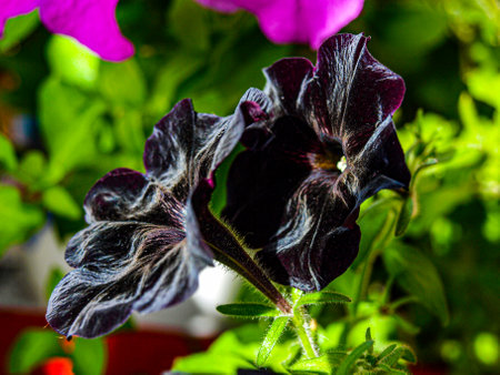 Close up of purple petunias blooming in the garden.の写真素材