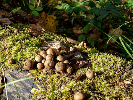 Mushrooms in the forest on a stump among moss and fallen leaves