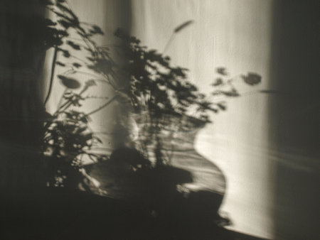 shadow of plant on a white wall, black and white photo.