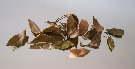Dry bay leaves on a white background. Dried bay leaves.