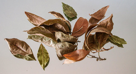 Dry bay leaves on a white background. Close-up.
