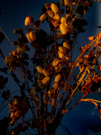 Dried flowers in a vase on a dark blue background.