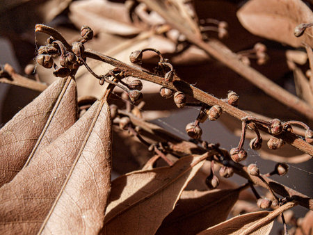 Dry leaves on the branches of a tree, close-up