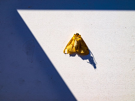 A moth in the sun