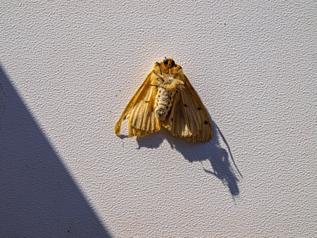 A moth in the sun