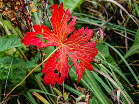 Autumn red leaf on a background of green grass in the forest