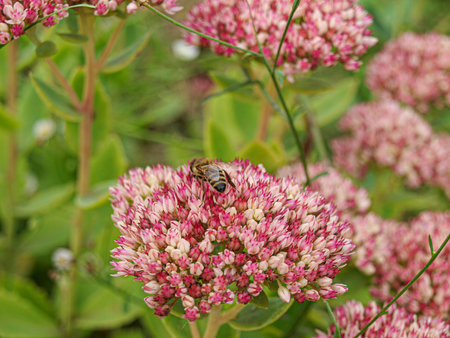 Honey bee collecting pollen from pink sedum flowers in the garden