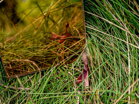 Pine tree branch in the autumn forest close-up. Autumn background