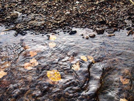Fallen leaves on the ground in a stream. Selective focus.