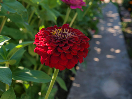 Zinnia elegans is a genus of flowering plants in the sunflower family Asteraceae.