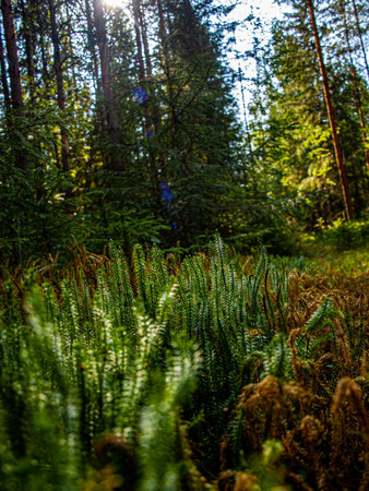 green ferns in summer forest with sun rays and green foliage