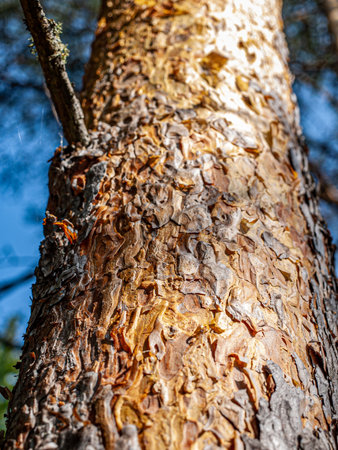 pine tree bark close up in sunny day with blur background and textureの写真素材