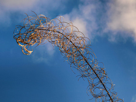 abstract background of a rusty dry grass against the blue sky and cloudsの写真素材