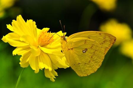 pale clouded yellow / Colias hyale の写真素材