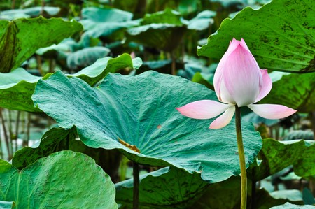 Lotusの写真素材