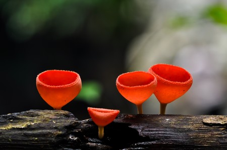 Mushroom Champagneの写真素材