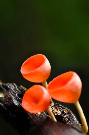 Mushroom Champagneの写真素材
