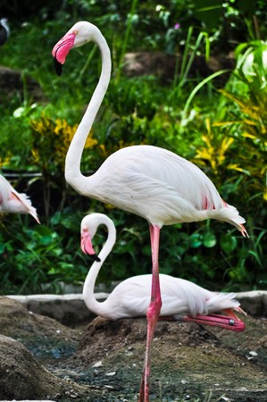 flamingo