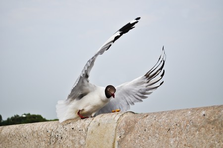 Seagull was flying to grab food.の写真素材
