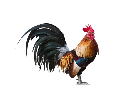 Chicken isolated on a white background の写真素材