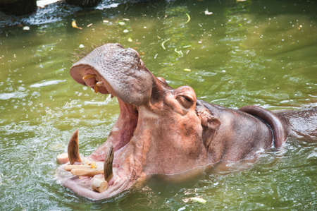 Hippopotamuses Showing Huge Jaw and Teeth の写真素材