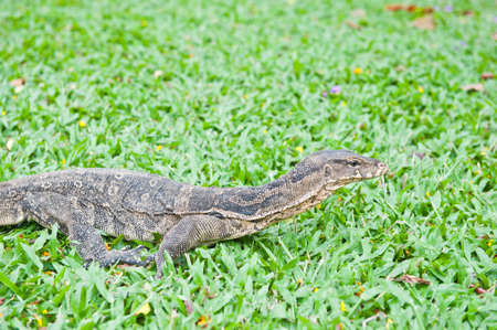 a banded monitor lizard on grass (varanus salvator) の写真素材
