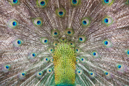 feathers of a peacock の写真素材