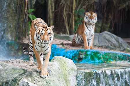 Two Tigers の写真素材