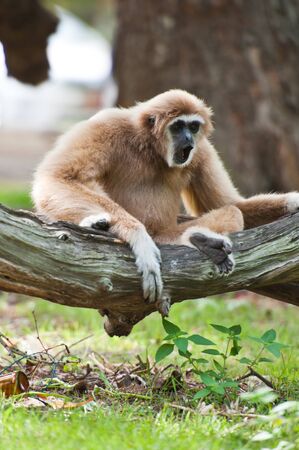 White handed Gibbon or Lar Gibbon 