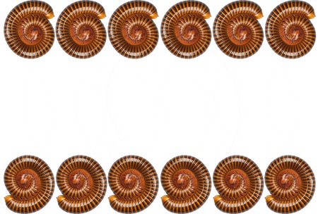 Tropical Millipede Isolated on white の写真素材